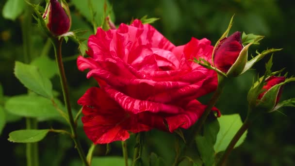 Ciemnoczerwona Róża Paski Pączkami Ogrodzie Hodowla Kwiatów Ogrodzie Tło Różowym — Wideo stockowe