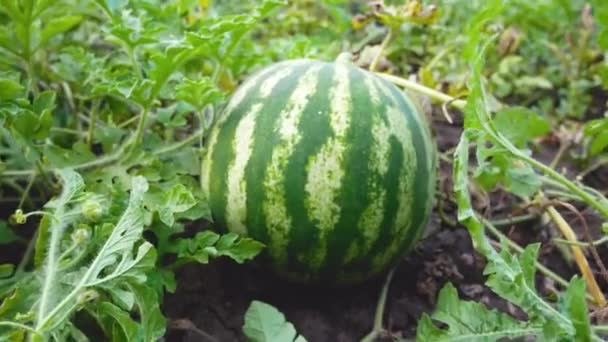 Een Grote Ronde Gestreepte Rijpe Watermeloen Een Bed Teelt Van — Stockvideo