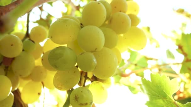 在落日的余晖中 成熟多汁的白葡萄束 收获的葡萄 葡萄种植 葡萄园和葡萄酒生产 — 图库视频影像