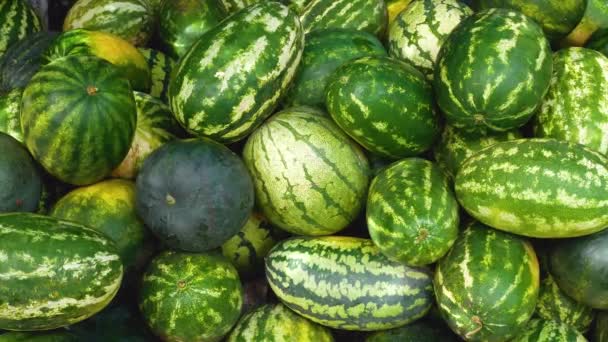 一堆成熟的 明亮的条纹西瓜 收获西瓜 种植瓜子 美丽的背景 西瓜收获的图解 甜甜的天然水果甜点 健康食品 — 图库视频影像