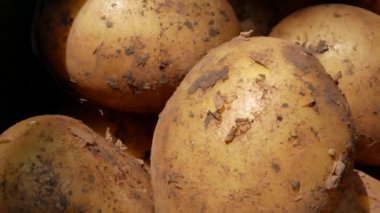 Patates çuvalları. Bahçede patates yetiştiriyorum. Bahçede el yapımı. Bahçede. Doğal organik sebzeler