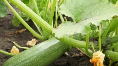 Bahçede olgun yeşil bir kabak yetişiyor, yeşil yapraklar yakınlarda. Açık havada organik sebzeler yetiştiriyor.