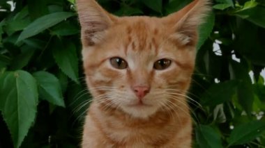 Yeşil yapraklı sevimli kırmızı tekir kedi. Kedi etrafına bakar ve dinler. Sokaktaki hayvanlar.