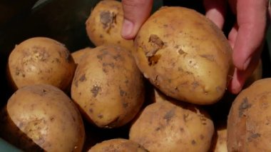 Erkek eller taze toplanmış patateslerin yumrusunu inceler. Organik sebze hasadı. Bahçede sebze yetiştiriyor.