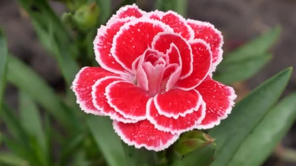 Alpská Růžová Květina Flutterburst Karafiátu Zahradě Pěstování Zahrady Odolné Okrasné — Stock video