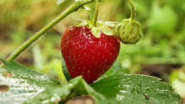 庭の茂みに熟した赤い甘いイチゴのベリー 果実の収穫 — ストック動画