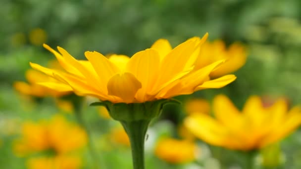 Lindas Flores Amarelas Verão Contra Pano Fundo Prado Verde Esboço — Vídeo de Stock