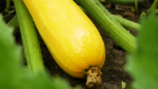 Yellow Large Ripe Zucchini Zucchini Lies Bed Green Leaves Growing — Stock Video