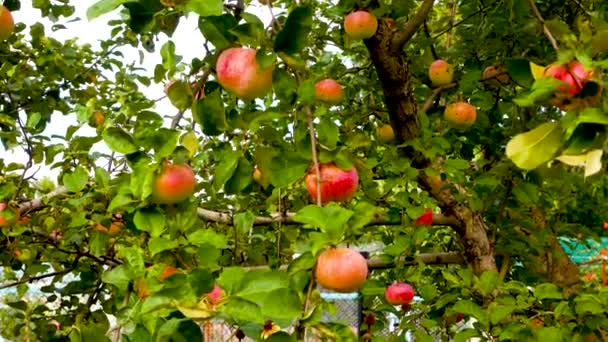 Många Röda Mogna Äpplen Hänger Ett Äppelträd Trädgården Odla Ekologiska — Stockvideo