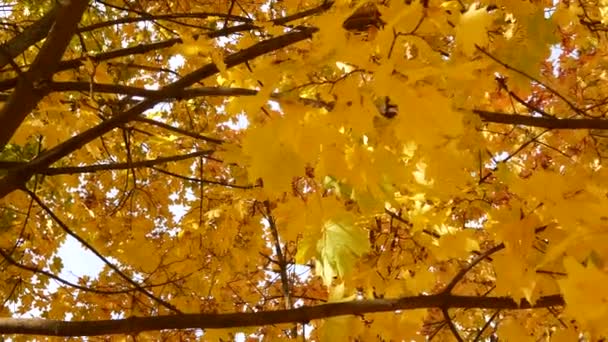 Gula Lönnlöv Mot Blå Himmel Bladen Svajar Vinden Panorama Vacker — Stockvideo