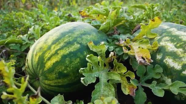 Große Reife Gestreifte Wassermelonen Auf Dem Beet Anbau Von Umweltfreundlichen — Stockvideo