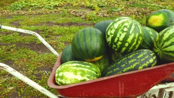 熟した大きなスイカを持つフルホイールバローがベッドの上の庭にあります 夏にスイカを収穫する メロン スイカ エコ製品の栽培 甘いベリー — ストック動画