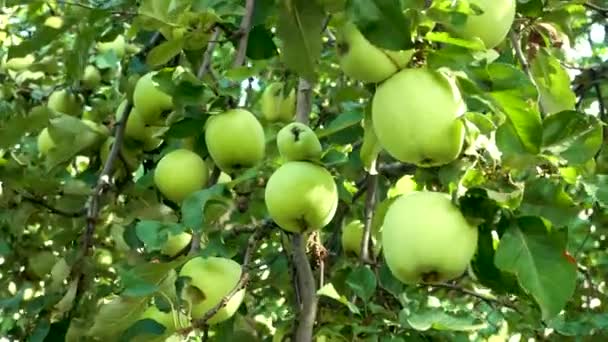 Den Ästen Eines Apfelbaums Garten Hängen Viele Grüne Äpfel Anbau — Stockvideo