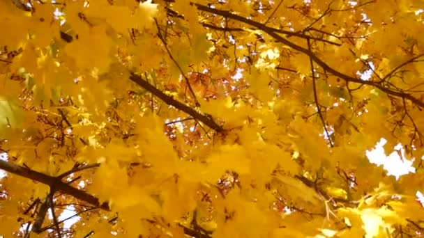 Gele Esdoorn Bladeren Tegen Een Blauwe Lucht Prachtige Herfst Scene — Stockvideo
