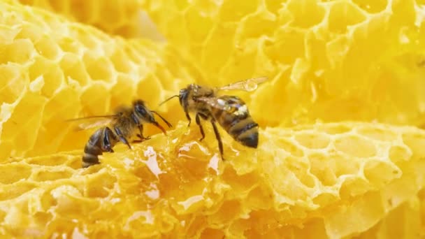 Dos Abejas Sientan Panal Oro Procesan Producen Miel Abeja Primer — Vídeo de stock