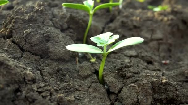 Pui Germeni Verde Crește Din Pământul Uscat Crăpat Cultivarea Plantelor — Videoclip de stoc