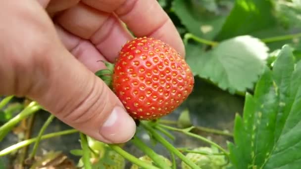 Oogst Aardbeien Tuin Een Vrouwelijke Hand Ontvouwt Bladeren Plukt Een — Stockvideo