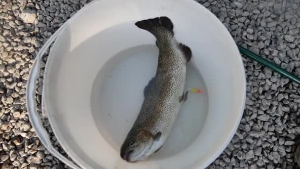 Frisch Gefangener Forellenfisch Liegt Einem Eimer Wasser Fischerei — Stockvideo