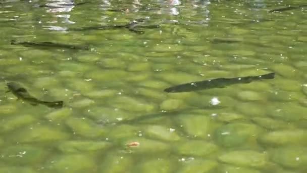 Los Peces Trucha Nadan Arroyo Montaña Grandes Piedras Son Visibles — Vídeo de stock