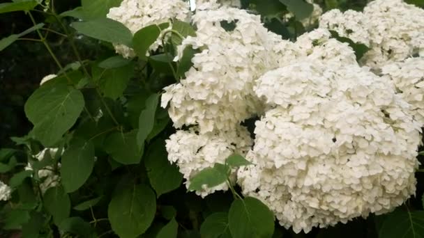 Красиві Білі Квіти Гортензії Саду Панорама Крупним Планом — стокове відео
