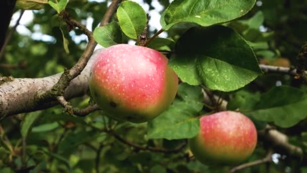 Rote Saftige Reife Äpfel Einem Apfelbaum Anbau Von Bio Früchten — Stockvideo