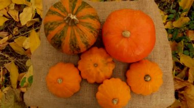 Büyük ve küçük olgun turuncu balkabakları çimenlerde sarı yapraklarla çuval bezi üzerinde yatar. Cadılar Bayramı. Sonbaharda sebze ve balkabağı topluyorum.