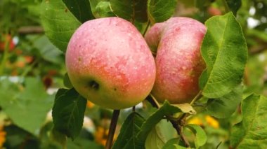 Ağaç dalında kırmızı, sulu elmalar. Yazın meyve hasadı. Organik meyveler yetiştiriyor. Tatlı vitamin tatlısı.
