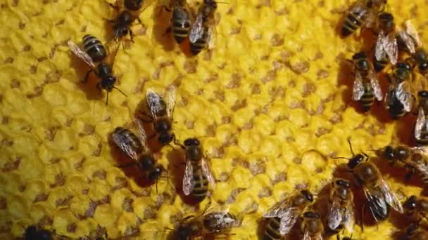 Méhek Egy Viaszos Mézkereten Másznak Méhek Termelése Méhészetben Méhbetakarítás — Stock videók