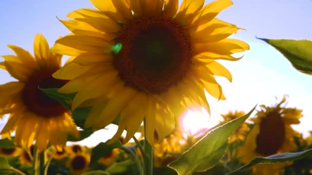 Une Grande Fleur Jaune Tournesol Fleuri Sur Fond Coucher Soleil — Video