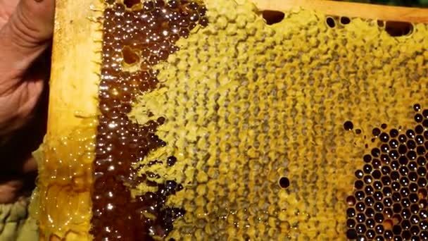 Beekeeper Cuts Wax Honey Frame Thick Dark Fresh Honey Drains — Stock Video