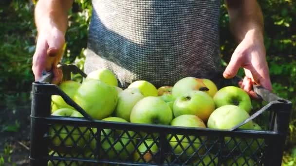Tanınmayan Bir Çiftçi Elinde Taze Toplanmış Sarı Yeşil Elmalardan Oluşan — Stok video