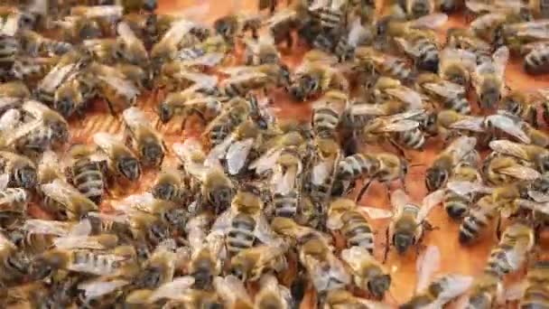 Mnoho Včel Včelíně Plazí Dřevěných Rámech Úlu Produkce Přírodního Včelí — Stock video