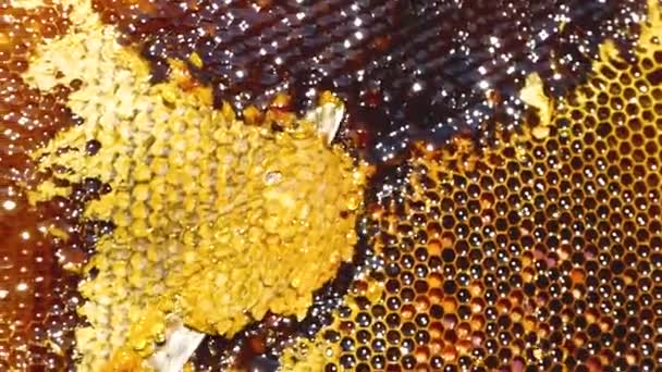 Beekeeper Cuts Wax Honey Frame Large Drops Golden Liquid Bee — Stock Video