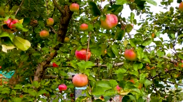 Las Ramas Del Manzano Jardín Cuelgan Manzanas Rojas Maduras Cosechando — Vídeo de stock