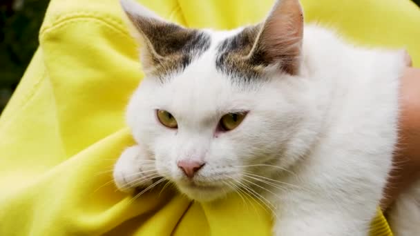 Lindo Gato Blanco Esponjoso Con Orejas Grises Yace Los Brazos — Vídeos de Stock