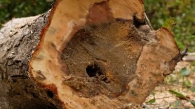 Bir adam ormanda kesilmiş bir ağacın bir kesiğini eliyle siler. Tahtaya yakın çekim. Büyüme halkaları ve ağaç kabuğu hasarlı ahşap gövdenin içinde görünür.