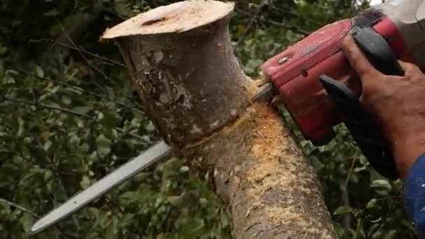 Nierozpoznawalne Dłonie Ścięte Piłą Elektryczną Stary Pień Jabłoni Ogrodzie Wycinanie — Wideo stockowe