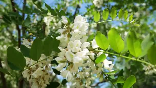 Białe Skupiska Kwiatów Akacji Pod Błękitnym Niebem Wiosną Kwitnie Akacja — Wideo stockowe