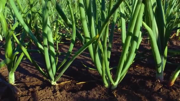 Cebolas Verdes Crescem Cama Cultivo Verdes Vitamina Ambientalmente Amigáveis Verdes — Vídeo de Stock