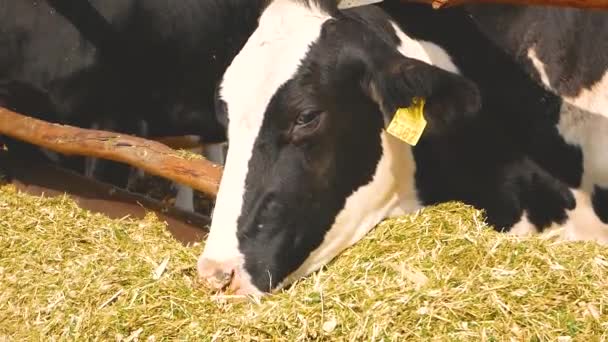 黒と白のホルシュタイン牛が農場で干し草を食べる 耳には数字の付いた黄色のタグが付いています 酪農牛の飼育 農場での牛乳生産 牛の繁殖 — ストック動画