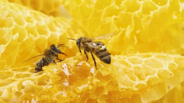 2匹のミツバチが黄金のハニカムを這って蜜をミツバチの蜜に加工します 無添加の有機蜂蜜の製造 虫の命 働きバチの命 — ストック動画