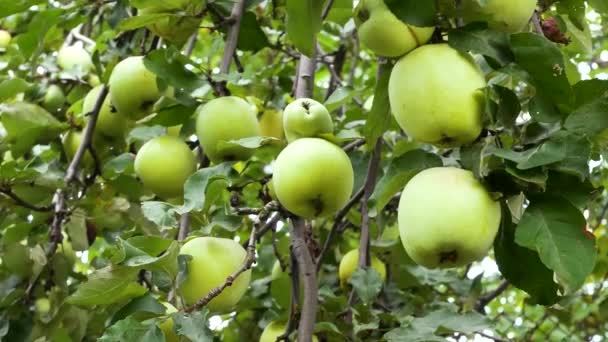 Зелені Великі Яблука Висять Гілках Дерева Саду Вирощування Вітамінних Органічних — стокове відео