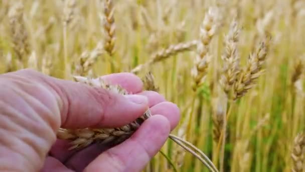 Фермеры Держат Руках Колосок Пшеницы Проверяют Зерно Зрелость Заднем Плане — стоковое видео
