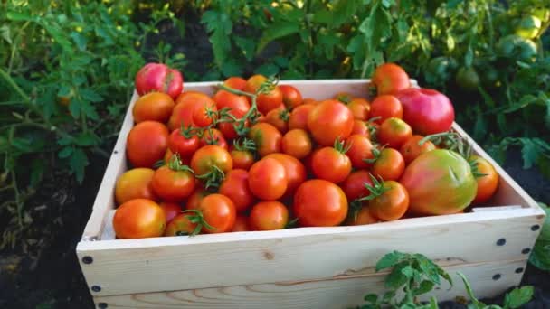 토마토를 침대에 상자에서 수확했습니다 유기농 밭에서 토마토를 수확하는 — 비디오