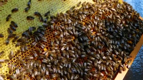 蜂の多くは リンゴの蜂蜜でフレーム上をクロールします 新鮮なミツバチがハニカムに輝きます 食前酒 趣味で有機蜂蜜の生産 健康的な食事と甘いの概念 — ストック動画
