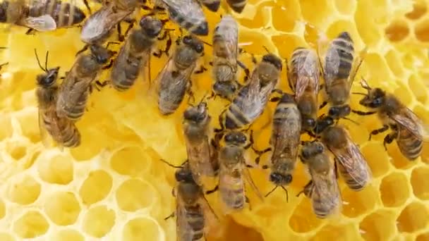 Arılar Taraklara Üşüşür Tahta Kovanda Çalışan Böcekler Doğal Bal Üretmek — Stok video
