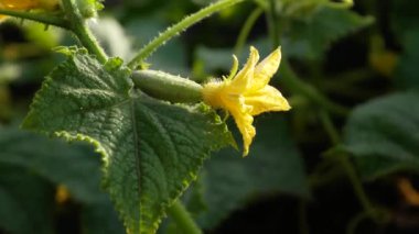 Bahçede bir çiçek ve küçük bir salatalık. Bahçede organik sebzeler yetiştiriyor. Bahçıvanlık, bahçıvanlık, sebze hasadı