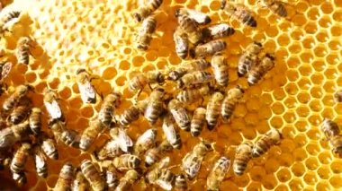 Arılar arıların içinde bal olan altın bir çerçevede emeklerler. Çevre dostu bal üretimi. Düzgün beslenme, tatlı tatlı.