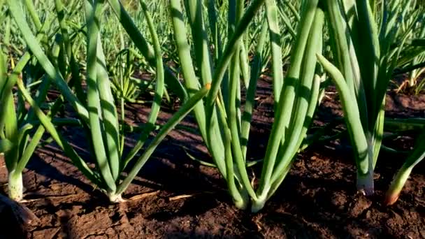 Cebolas Verdes Crescem Cama Cultivar Verduras Para Cozinha Verduras Vitamina — Vídeo de Stock