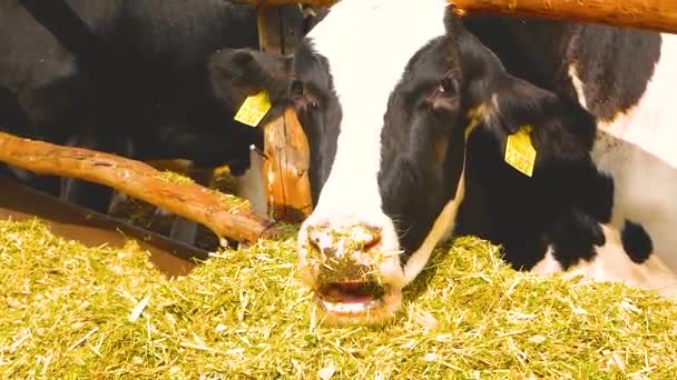 一头白色和黑色的荷尔斯泰因奶牛慢慢地在农场里咀嚼干草 牛奶生产 — 图库视频影像